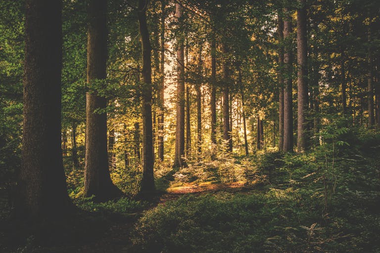Nature Is Important in Homeschooling